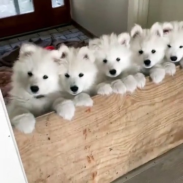 cute baby dogs  8