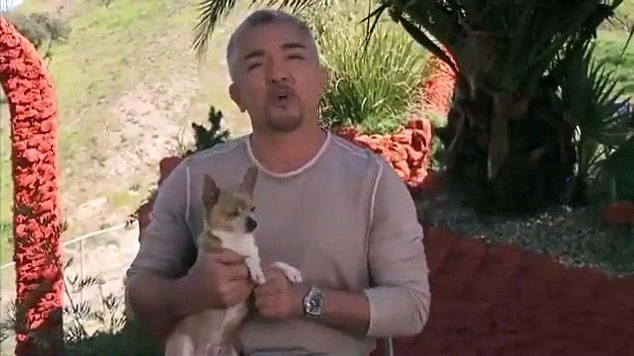 Dog Whisperer with Cesar Millan - Se9 - Ep02 HD Watch