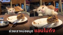 เจ้าแมวพยายามเขี่ยอาหารลูกค้า ทำหน้าขอกินหน่อย คลิปไวรัลกว่า 30 ล้านวิว