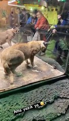 AVM'de skandal! Karakulağa da fareye de büyük eziyet