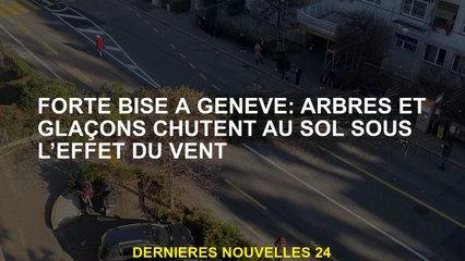 Strong baiser à Genève: les arbres et les glaçons tombent au sol sous l'effet du vent