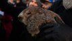 Punxsutawney Phil Predicts 6 More Weeks of Winter