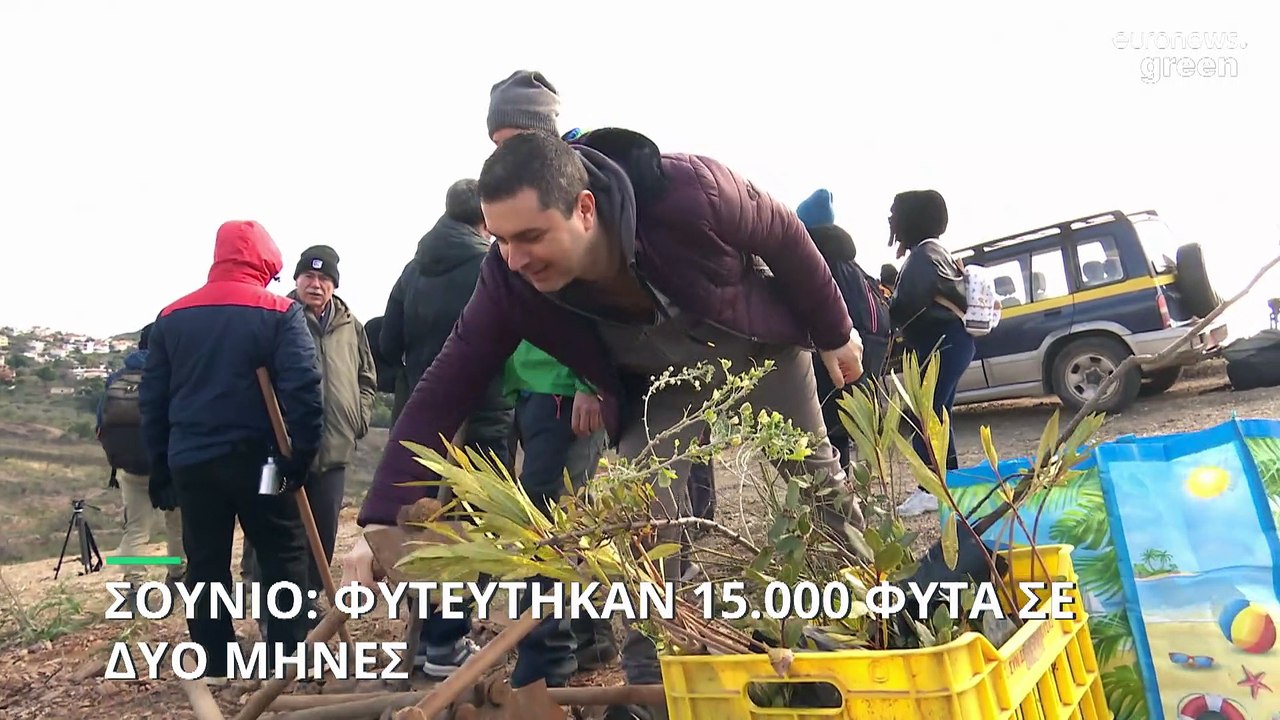 WWF Ελλάς: Πρότυπη αναδάσωση στο Σούνιο - Νέο δάσος σε περιοχή που δύο φορές έχει γίνει στάχτη