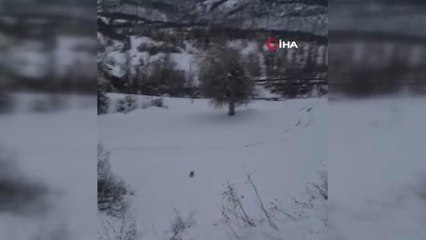 Tunceli'de kırmızı listede bulunan 2 vaşak görüntülendi
