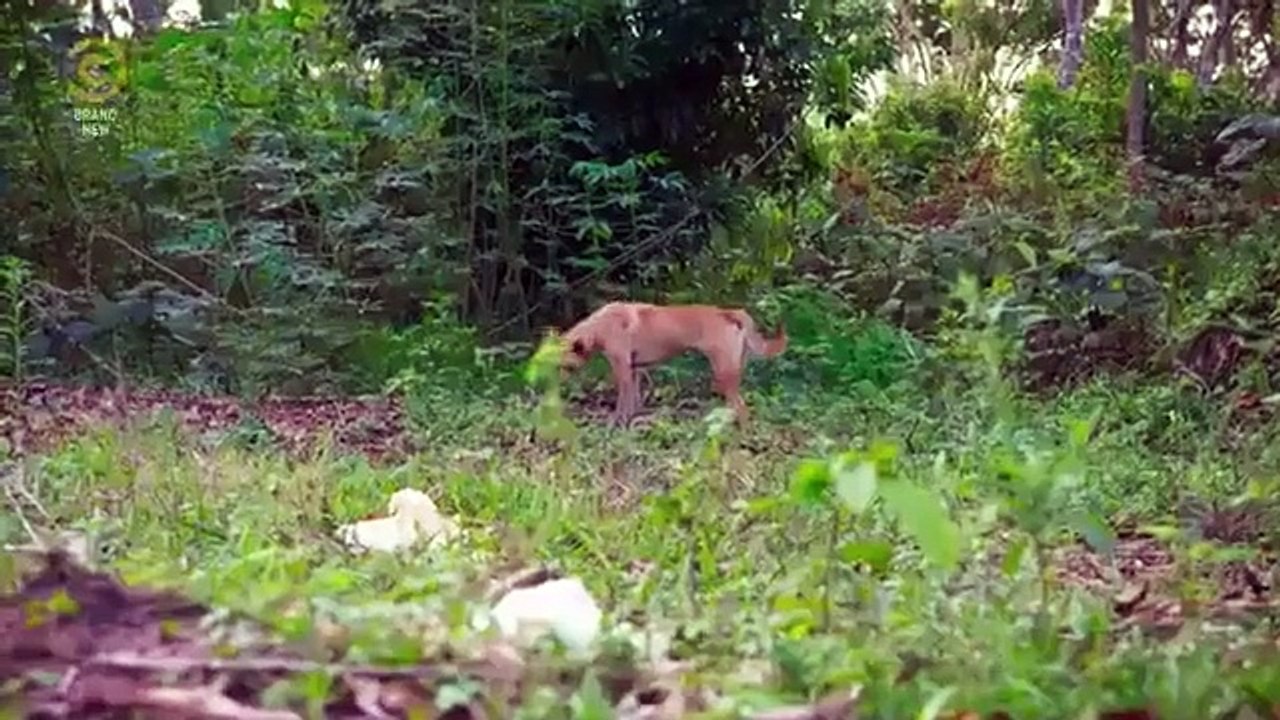 Russell Howard $$ Mum - USA Road Trip - Se3 - Ep06 - Globetrotters, - Ep06 - Going Wild In Thailand HD Watch