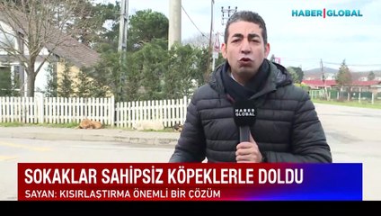 Köpek saldırısına karşı ne yapılmalı?