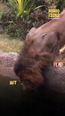 Helados para refrescarse: estos tiernos habitantes de un zoo disfrutan de deliciosos manjares en medio del calor