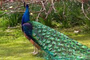 Peacock Dancing in a Mini Zoo.