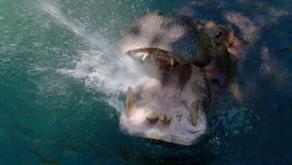 Making a Hippo Happy Is Easy! Just Give Her a Water Cannon!