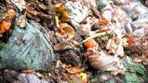 Kent county council top for recycling food waste in whole of the UK