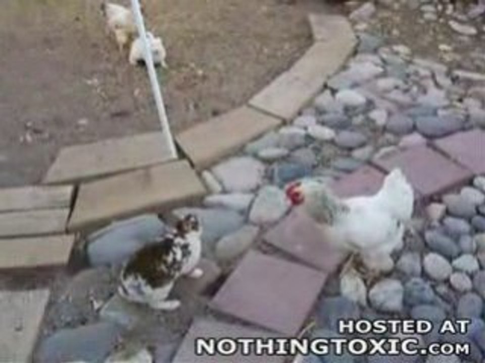 La volaille fait regner l'ordre