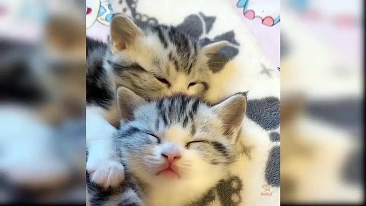 Cute Cat Videos ❤️ #shorts #short