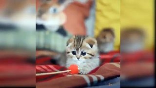 Sweet Baby Cat Videos❤️ #shorts #short #cat
