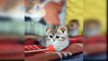 Sweet Baby Cat Videos❤️ #shorts #short #cat