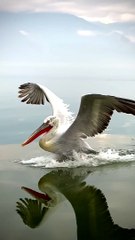 Dalmatian Pelican Lands in Slow Motion