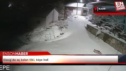 Elazığ’da aç kalan tilki, köye indi