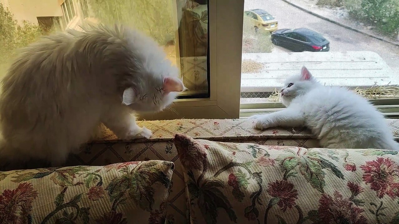 Barbie and the naughty little cat