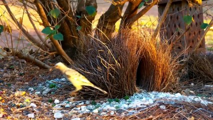 ताजमहल भी फ़ैल है इस घोंसले के सामने | Most Beautiful Bird Nests in the World