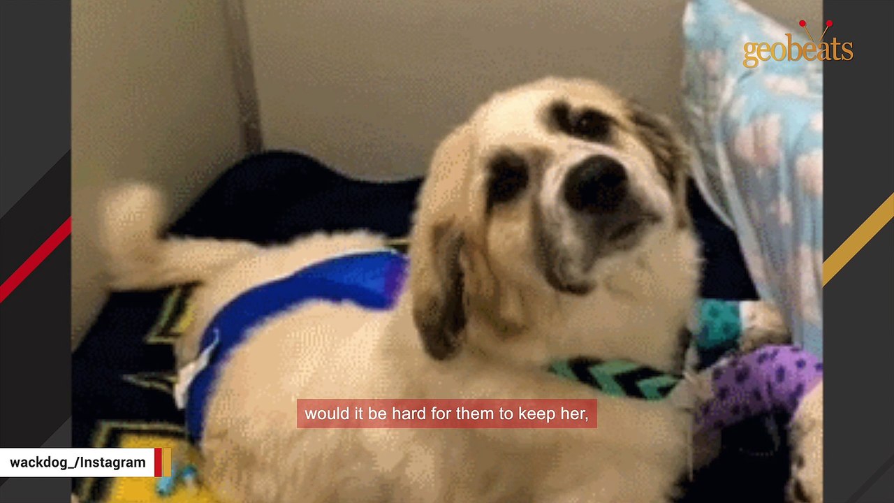 Owner asks vet to put dog down. The vet's response may surprise you