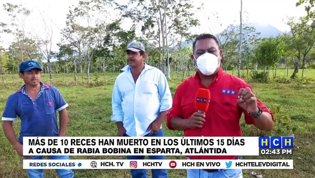 ¡Alarmados pobladores de Esparta, Atlántida por muertes de ganado debido a Rabia Bovina!