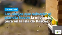 Las abejas que salvarán el planeta hacen la miel más pura en la Isla de Pascua