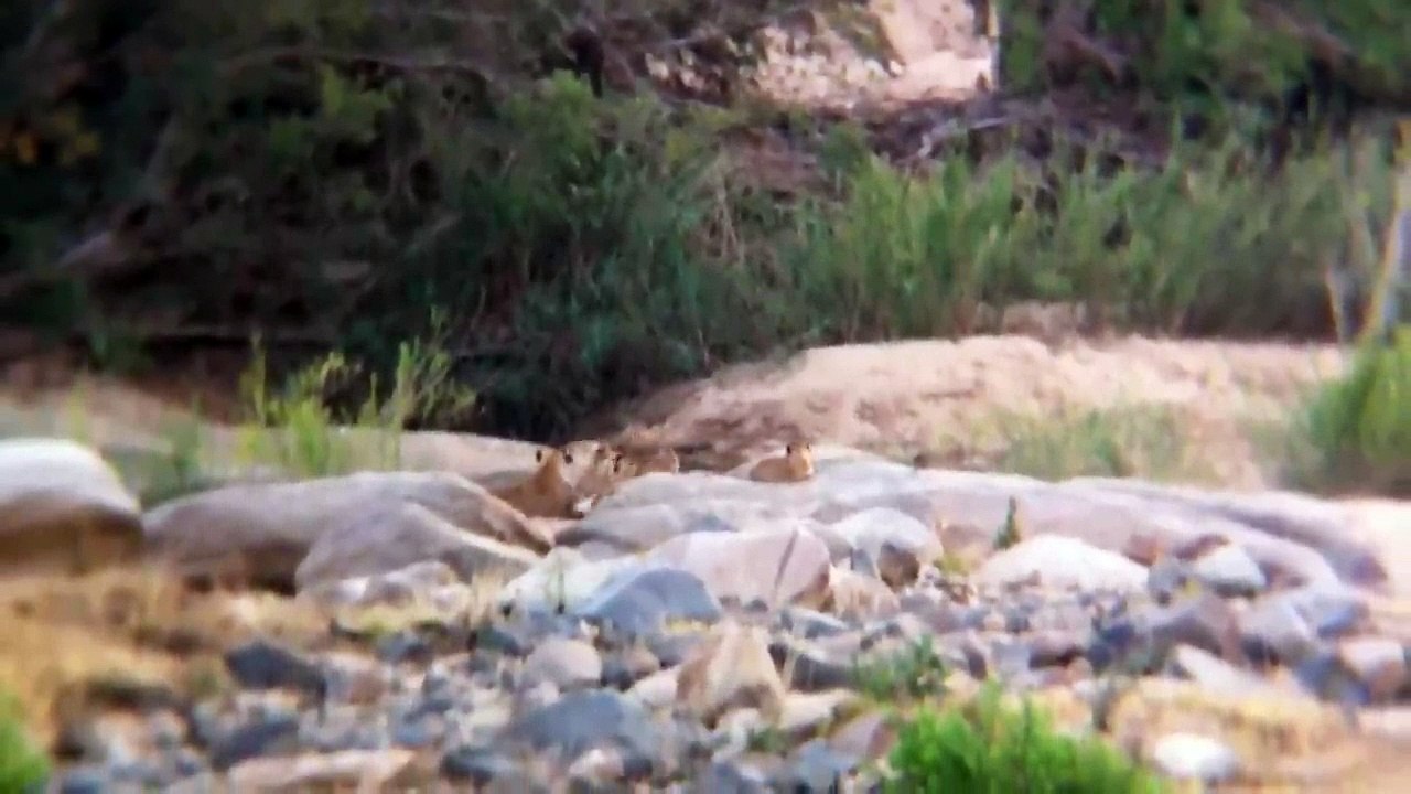 2 Lionesses and 7 Cubs
