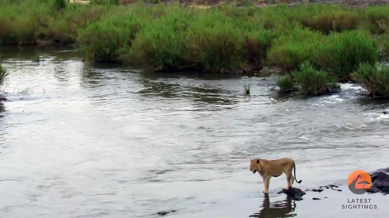 Crocodile Attacks a Male Lion - Latest Wildlife Sightings