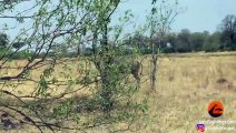 Epic Battle Between Lions and a Roan Antelope