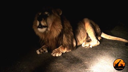 Huge Male Lion Roars at Night