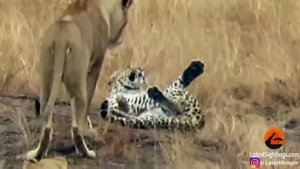 Leopard Tries to Escape Pride of Lions
