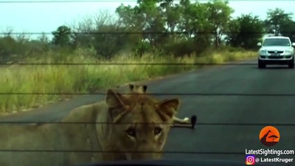 Lion Bites Tire Causing it to Explode