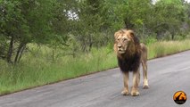 Lion Rolls in Buffalo Poop and Roars in the Road