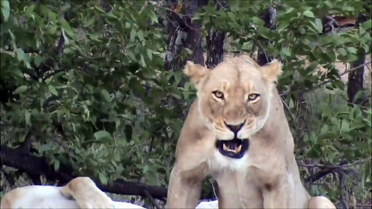 Lion SNEEZES Its Opportunity To Kill