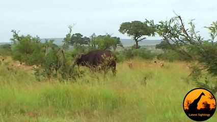 Lion Versus a Big Buffalo Bull - Latest Wildlife Sightings