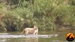 Lioness Reacts To A Crocodile Taking Her Cub - Latest Sightings