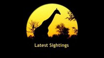 Lioness vs A Pack Of Hyenas - May 2012 - Latest Sightings