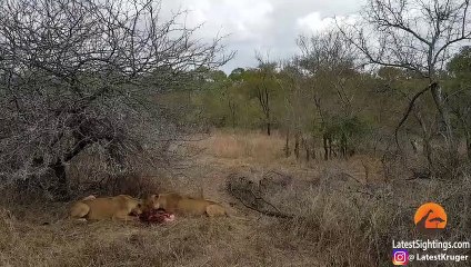 Lions Eat Warthog Alive Before Hyenas Try To Take Over