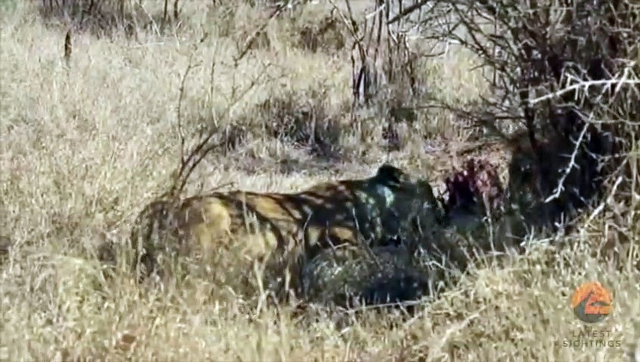 Lions Have a Small Fight Over Zebra - Seen YESTERDAY!