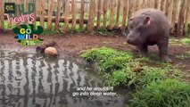 Baby Hippo Raised By Rhinos Meets A Hippo