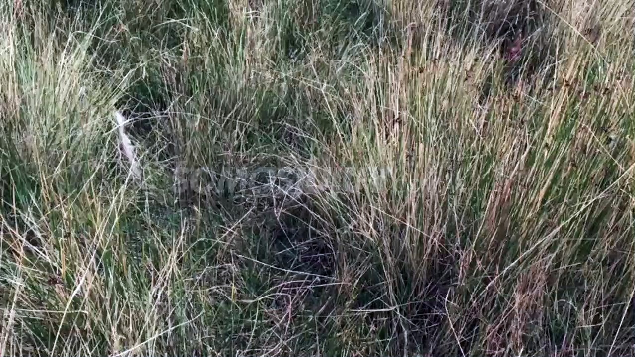 llamas atacadas Abra Pampa