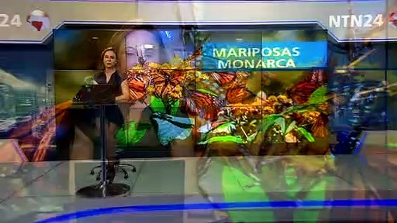 Salvando a las mariposas monarca