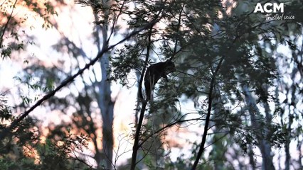 Devil joeys up trees Aussie Ark - Gloucester Advocate - 3 Feb 2023