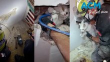 Firefighters avoid 'cat-astrophe' and rescue kitty in a tight spot
