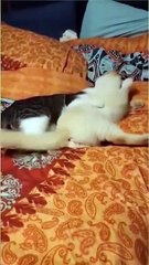 Funniest Cat And Dogs Funny Animal Videos 2022 #30