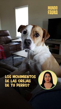 ¿Tu perro mueve muchos sus orejas? Esto es lo que te quiere decir