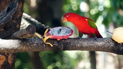 Parrots eating food