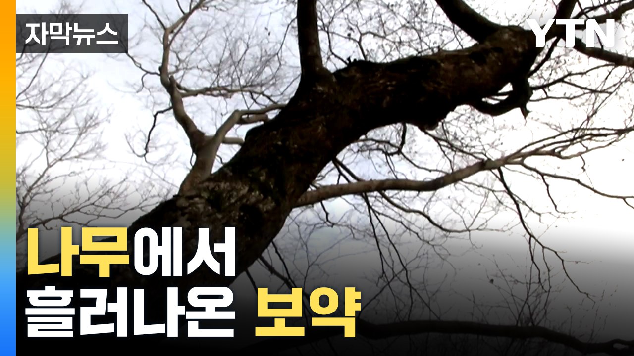 [자막뉴스] 나무에서 흘러나온 보약 / YTN