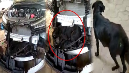Car ಗೆ ಡ್ಯಾಶ್ ಹೊಡೆದ ನಾಯಿ ಬಂಪರ್ ಒಳಗೆ ಹೋಗಿದ್ದು ಹೇಗೆ? ಕಾರ್ ಮಾಲೀಕನಿಗೇ ಶಾಕ್!! | OneIndia Kannada
