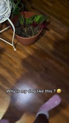 Greedy Pup Can't Keep Paws Off Leftovers