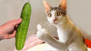 Try Not To Laugh New  Funny Cats and Dogs Videos 2023 #4 | HaHa Animals